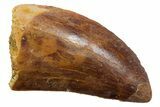 Serrated, Carcharodontosaurus Tooth - Real Dinosaur Tooth #351605-1